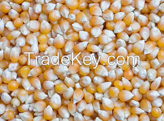 Yellow Corn , White Corn , Animal Feed