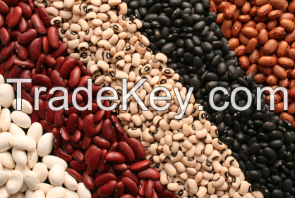 Beans Kidney Beans, Chickpeas, Soybeans, Lentils, Vigna Beans, Peas, Mung Bea.