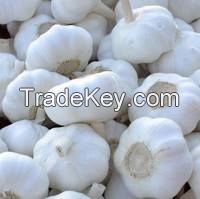 2015 Crop Fresh Pure White Garlic