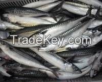 Horse Mackerel / Fresh Frozen Mackerel Fish 400-600g