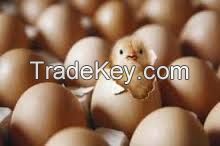 HATCHING BROILER EGGS COBB 500 AND ROSS 308