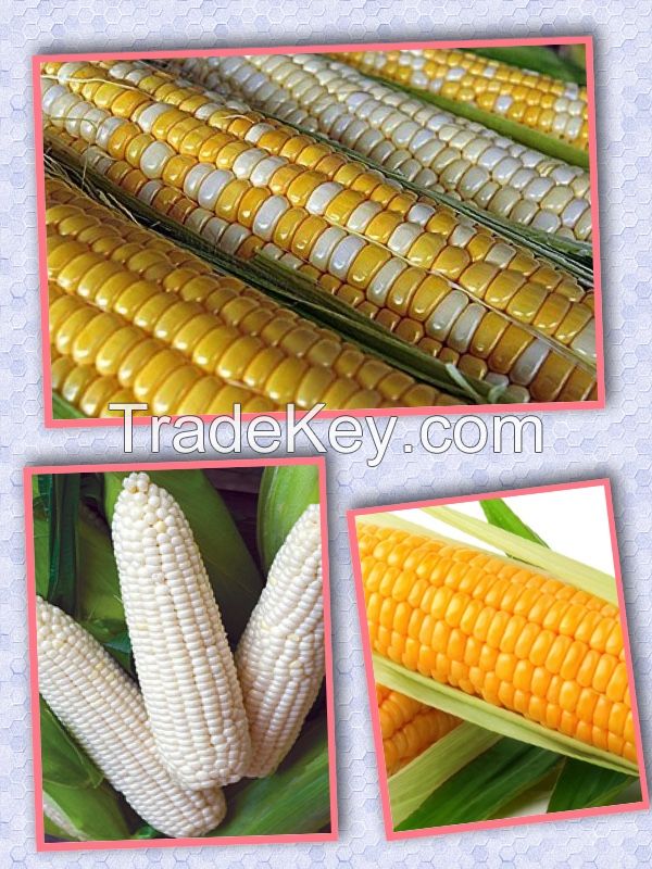 corn