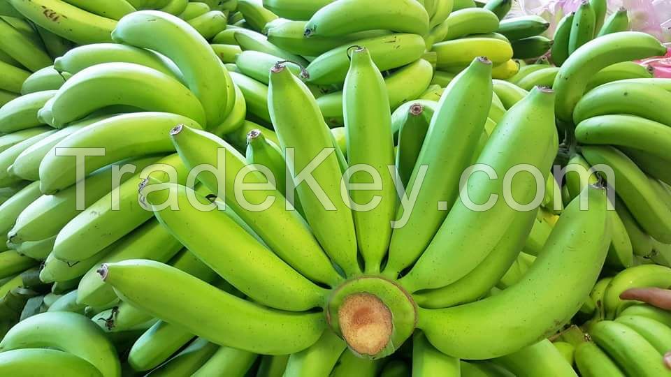 fresh   Cavendish  banana