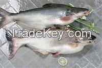 FROZEN MACKEREL FISH, SALMON FISH, ATLANTIC MACKEREL FISH