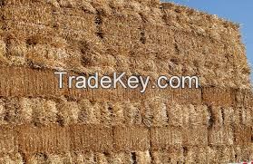 Wheat Hay