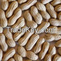 Raw Peanuts, Shelled Peanuts, Dried Peanuts