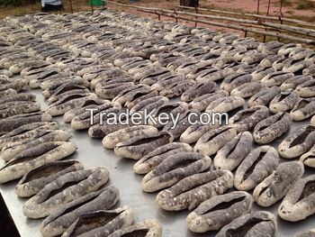 Dried Sea Cucumber, Prickly, Thorny & Spiky