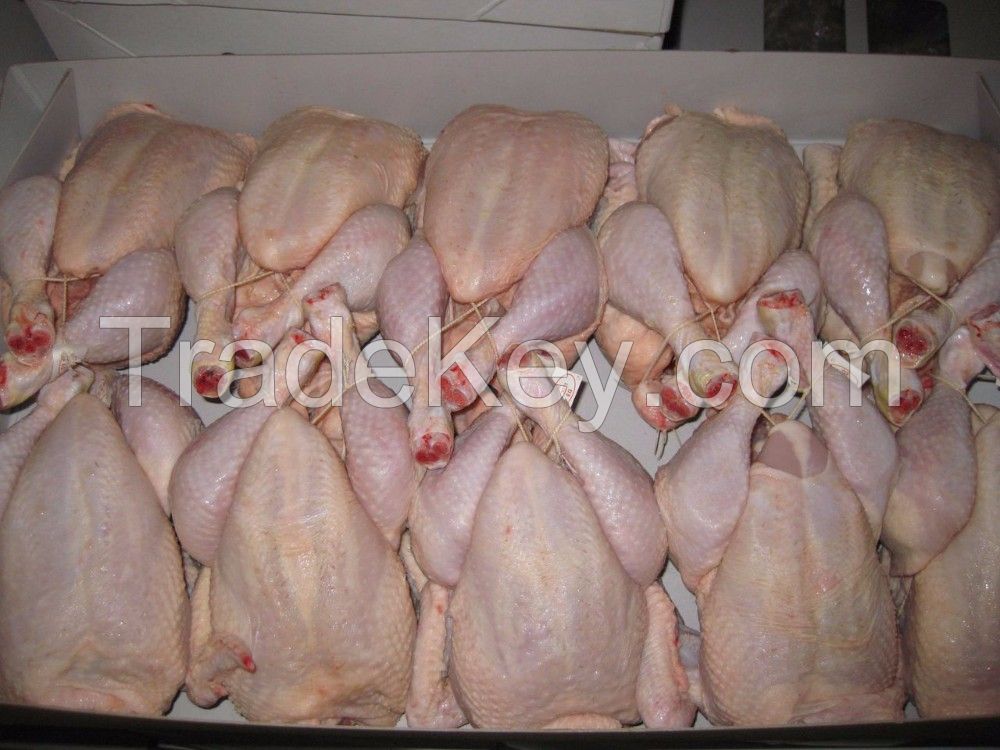 Frozen Halal Whole Chicken and Paws for Sale