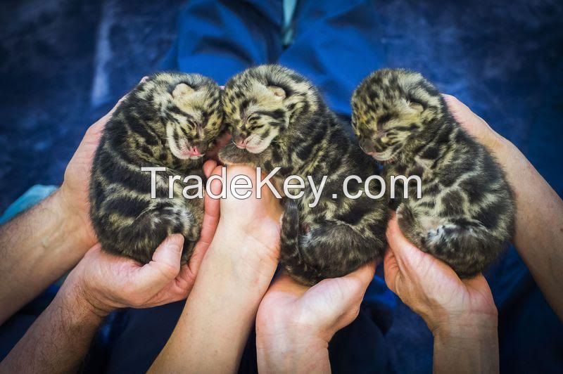 Leopard cubs