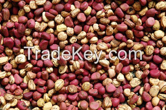Juniper Berry, Kluwak Nuts, Kola Nut, Macadamia