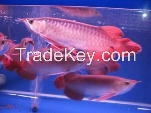 We Supply Live Arowana Fishes/Red Bellied Pacu of All Kinds