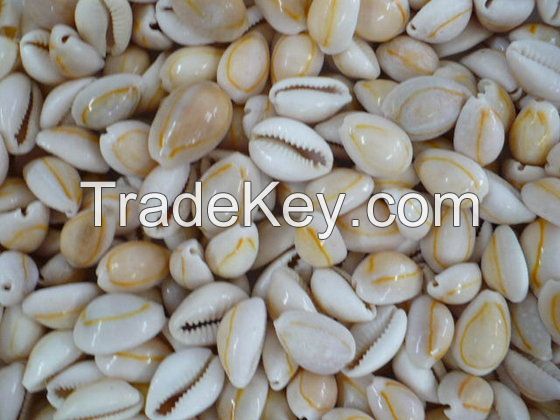 Cowries Shell