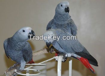 Parrots(Macaws, African Grey, Eclectus, Amazon) and Parrots Eggs