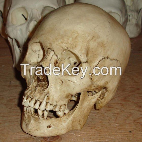 Medical Human Skull Skeleton Shrunken Head Brain Specimen