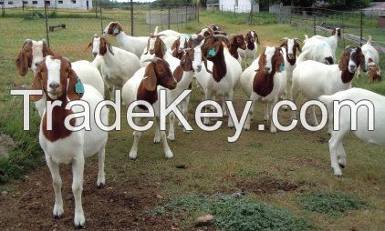 Live Boer Goats