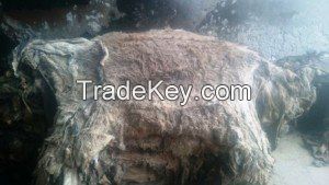 Dry and Wet Salted Cow Skin