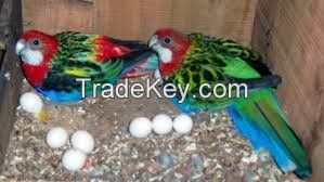 Fresh and Fertile Ostrich Eggs , Parrot Eggs and Ostrich for Sale