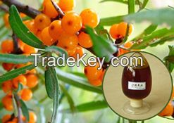 organic sea buckthorn berry oil