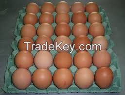 Fresh Table Chicken eggs For Sale
