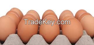 Fresh Table Eggs For Sale