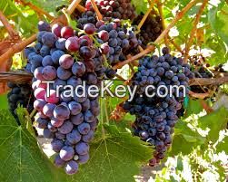 Sweet Fresh Grapes For Sale