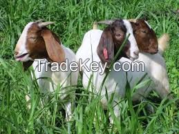 PREMIUM High Milking Saanen Goats and Boer Goats