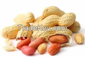 High Quality Peanuts / Groundnut