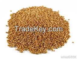 Red And White Sorghum For Sale / Sorghum Flour White / Sorghum Grains