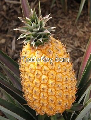 FRESH GOLDEN PINEAPPLE