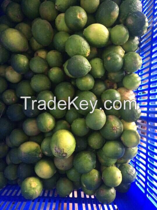 BIG SALE : FRESH SEEDLESS LIME