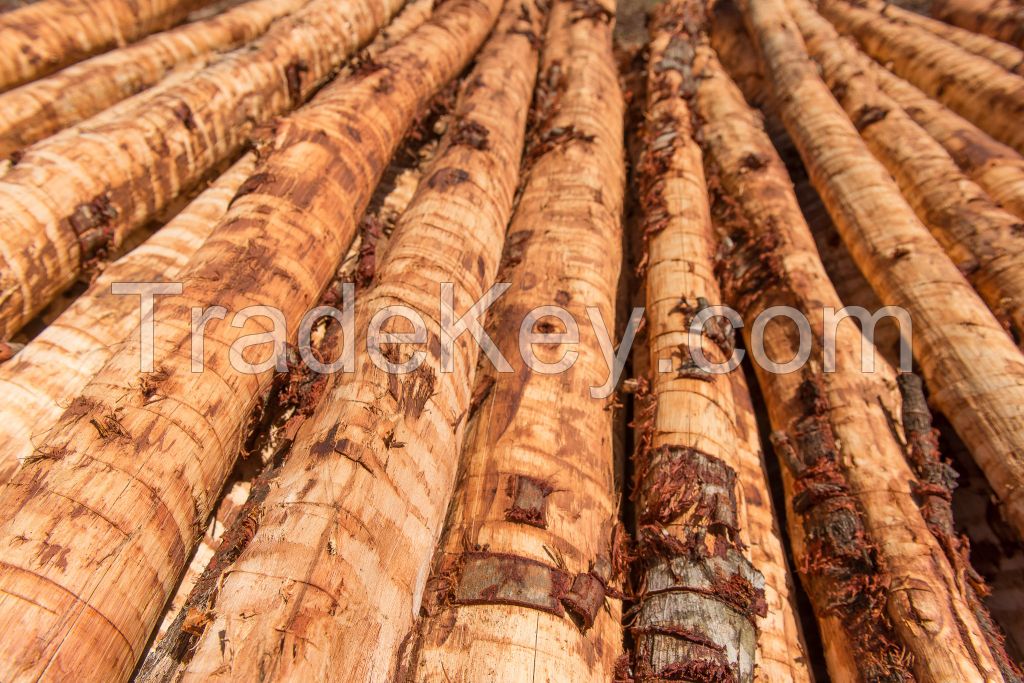 ACACIA WOOD LOGS