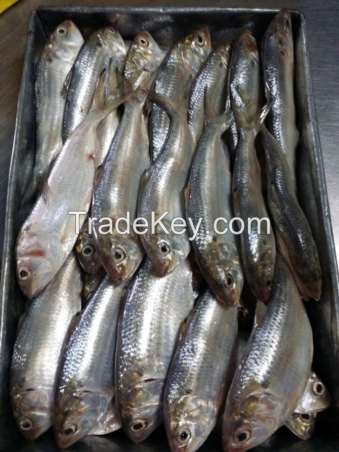 Sardine used for canned sardine