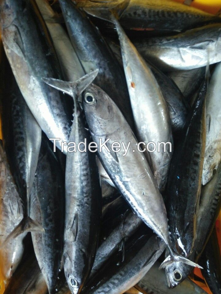 Best bullet tuna bonito for canning factory