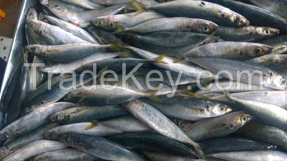 Round scad mackerel for bait