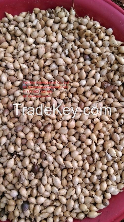 Whole good coix seed with cheap price