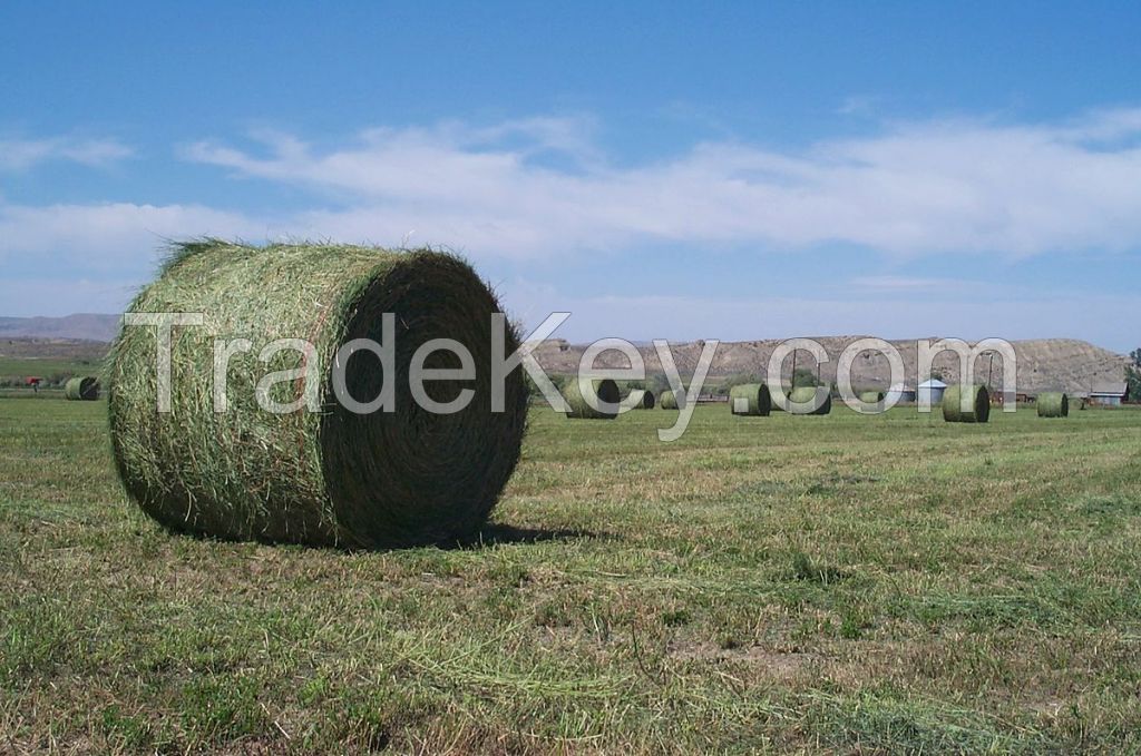 alfalfa (lucerne) animal feed