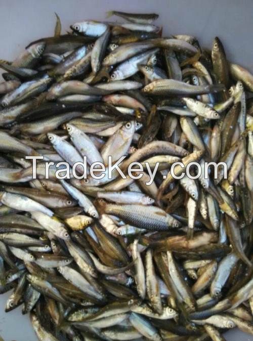 sea food fish