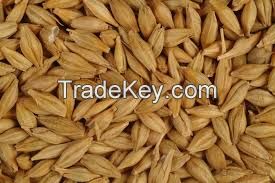 Animal feed barley Netherlands
