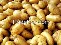 Fresh Holland Potato