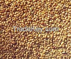 ALFALFA SEEDS