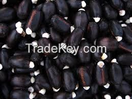 Jatropha Seeds