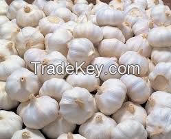 Fresh Pure White Garlic