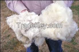 Sheep Wool