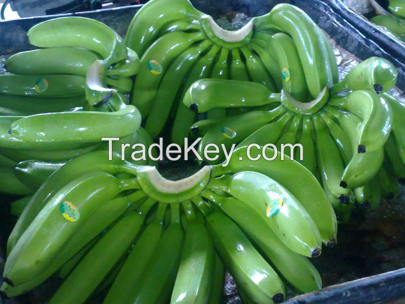 Fresh Green Cavendish Banana for Sale