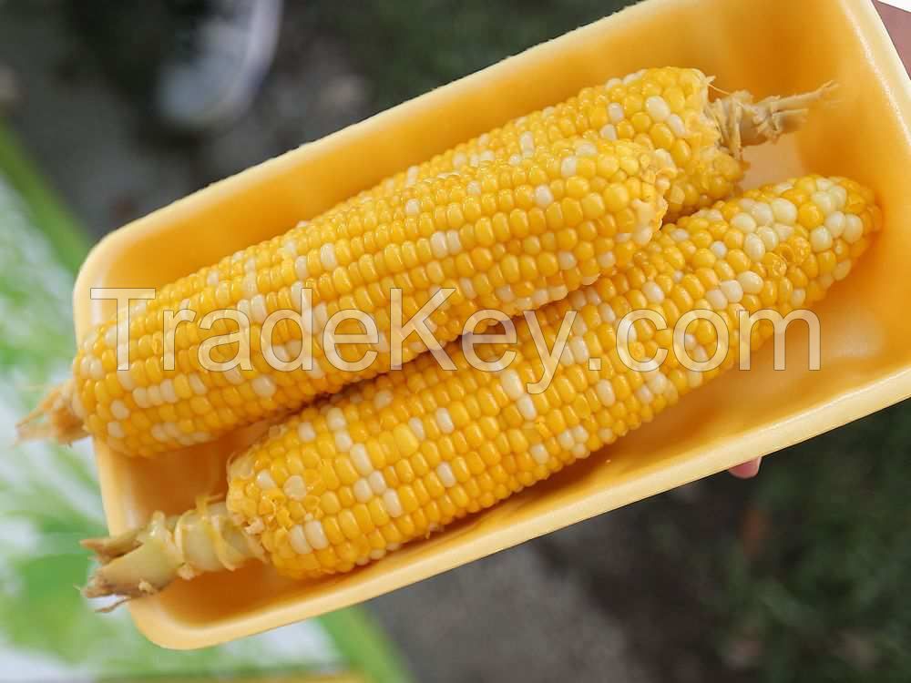 Yellow Corn Available