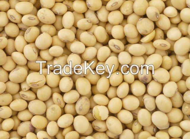 High Protein Soybean best prices