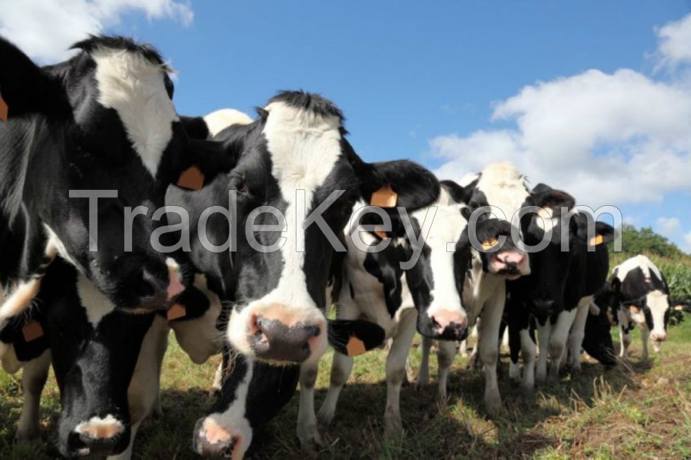 Live Dairy Cows and Pregnant Holstein Heifers Cows Available .