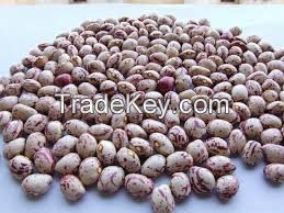 Light Speckled Kidney Beans