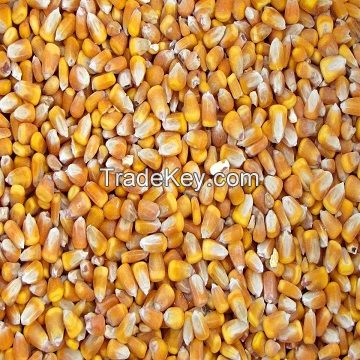 Dried Yellow corn