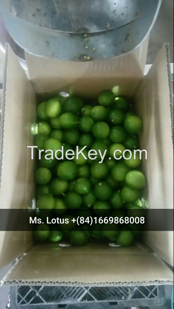 Fresh seedless lime supplier from Vietnam grade A